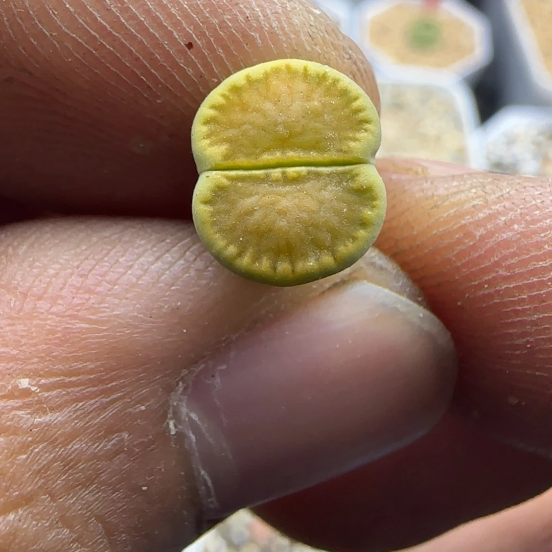 651 生石花大棚直播