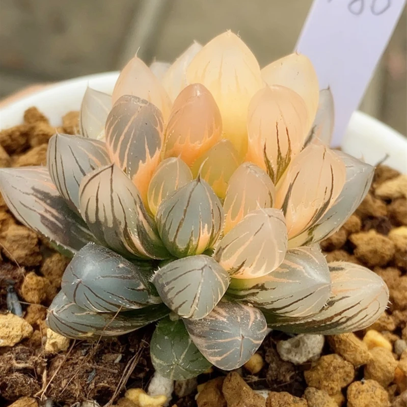 【满9.9包邮】霓虹灯锦6.5cm多肉植物以直播间介绍为主