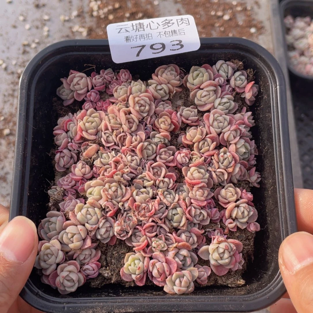 云糖心多肉植物793