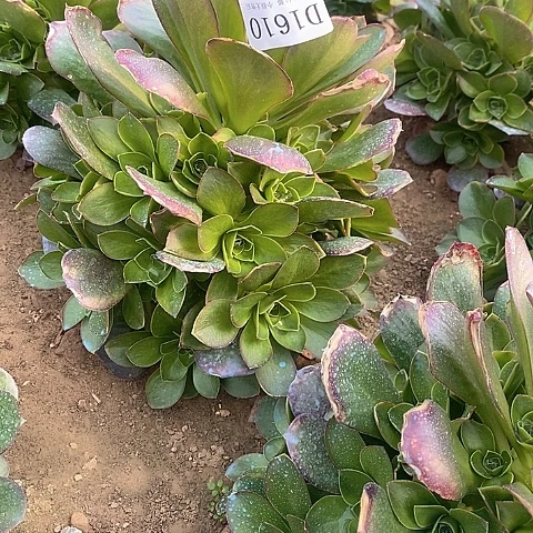 1610魅金玫瑰多肉法师