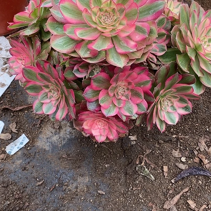 多肉植物火龙果916多肉