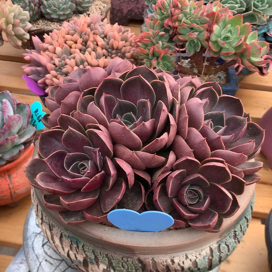 多肉植物一物一拍红灯