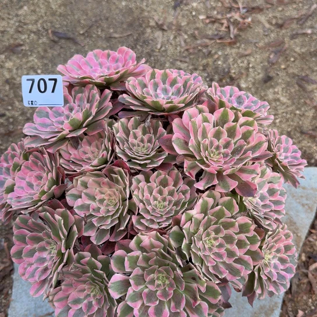 1****1707红铜多肉植物