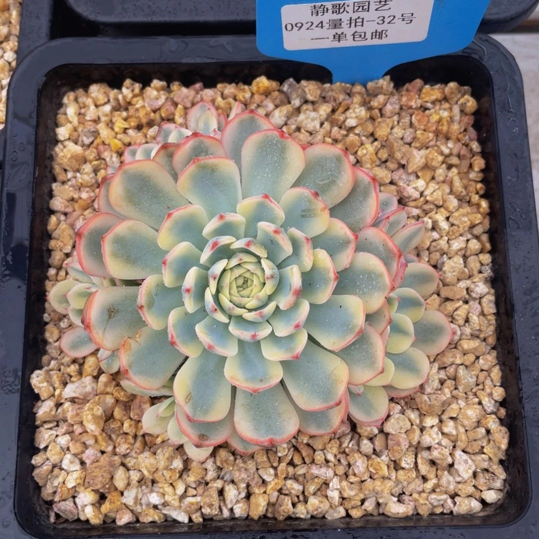 0924-32-姬莲锦群生一颗手捧花