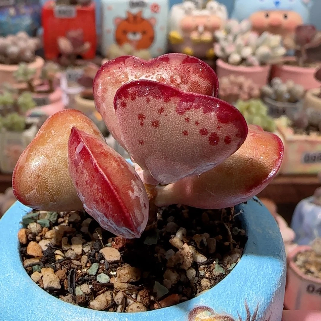 首选爱心 盆口4cm