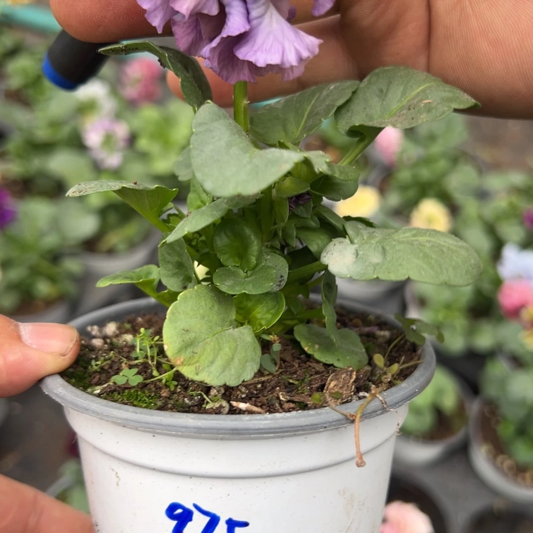 【闪购商品】完全开放101号975