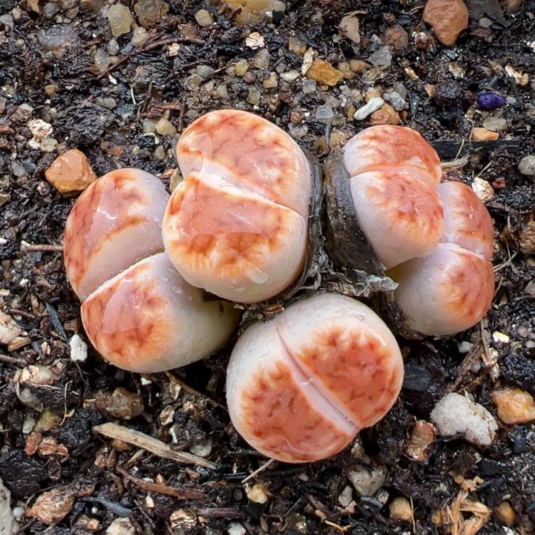 奕*1.27好看的多肉862