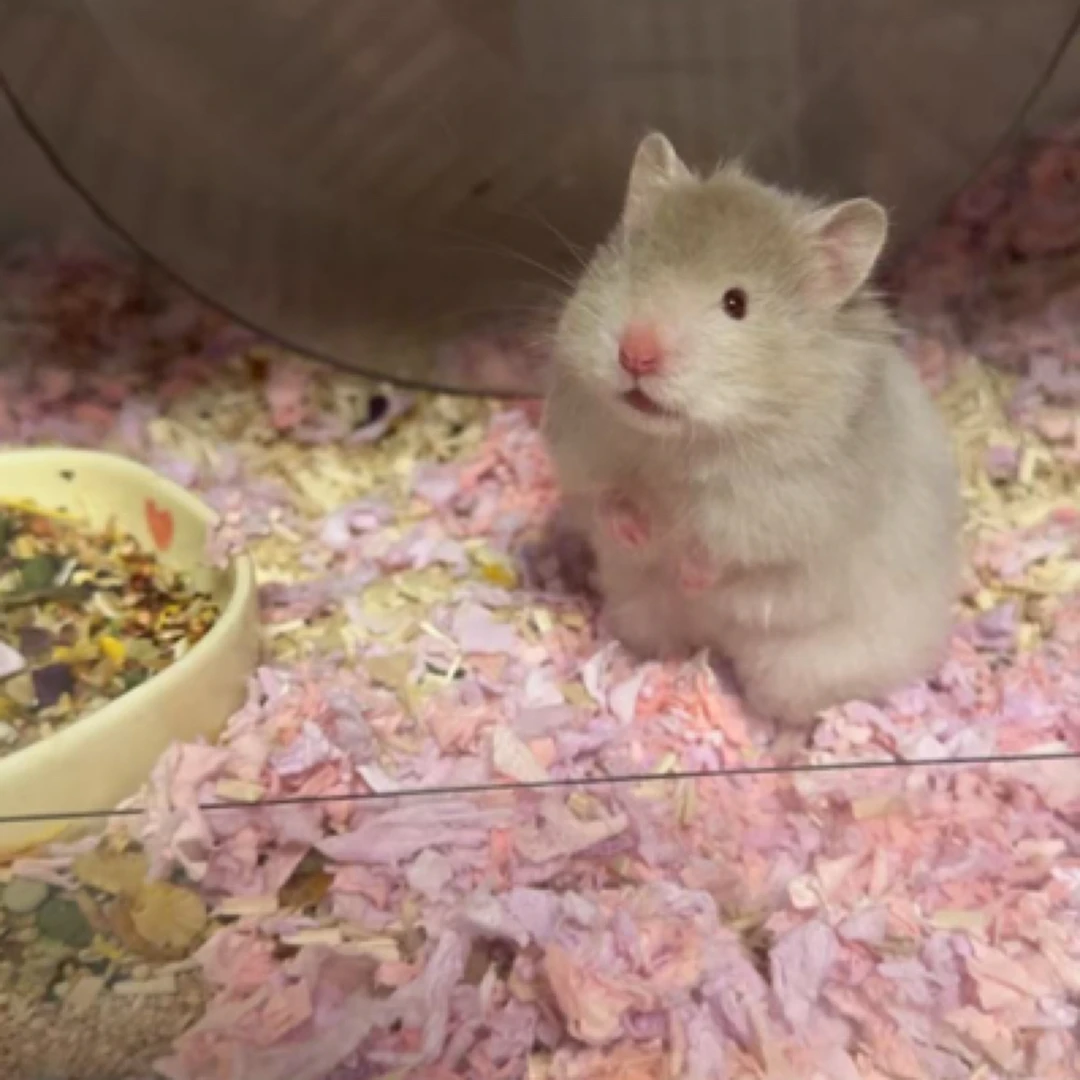 【年年熊铺】金丝熊顺丰包邮包活