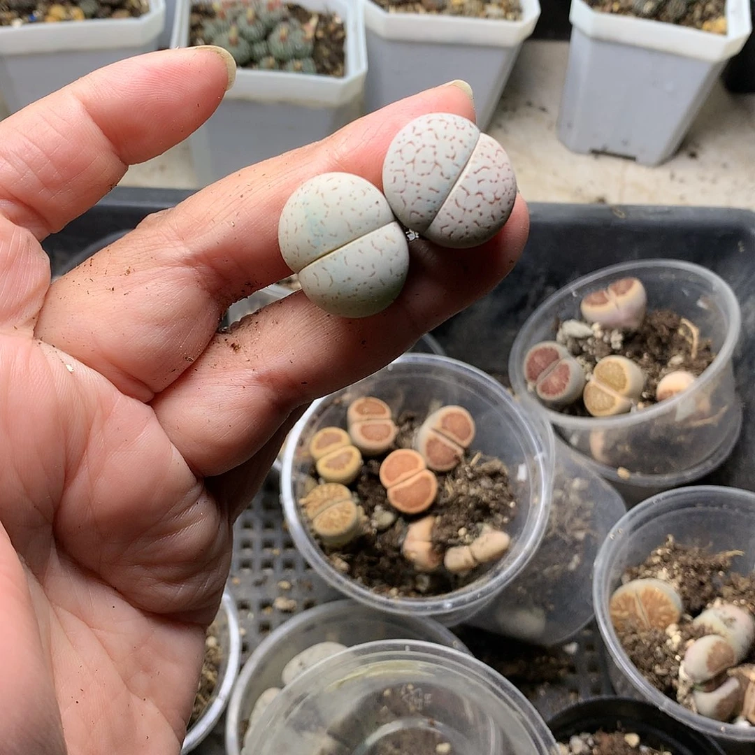 若****_E182多肉植物保护