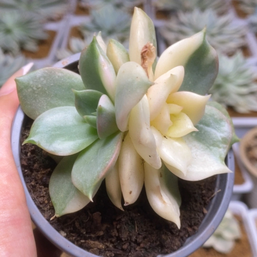 100啦啦啦啦啦啦啦啦啦，