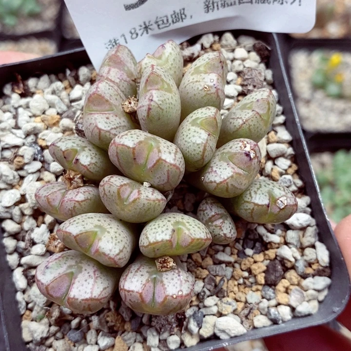 3673。
