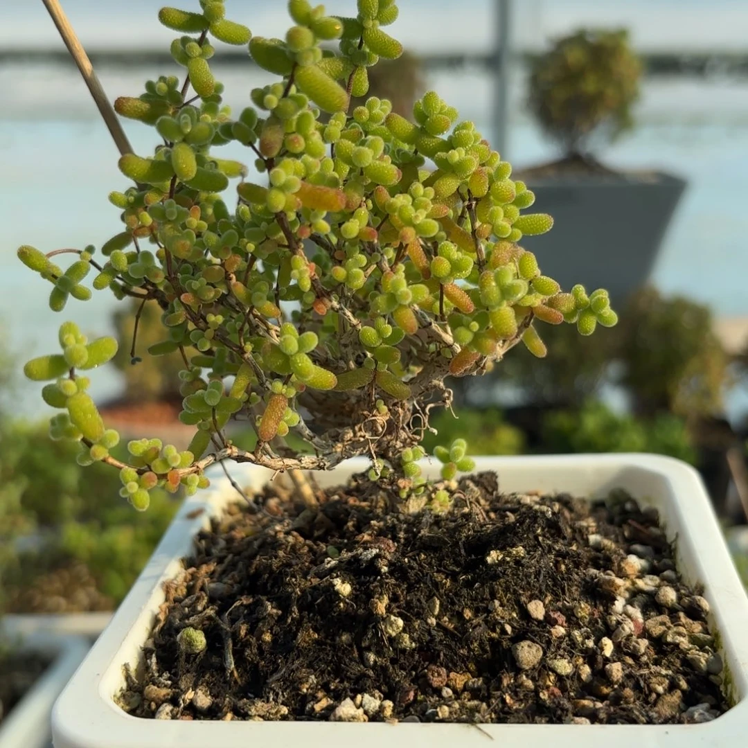 498金桔枝干福利开播