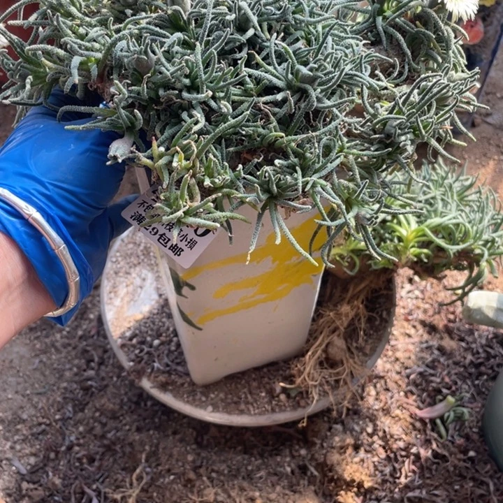 ?**?40号天赐多肉植物