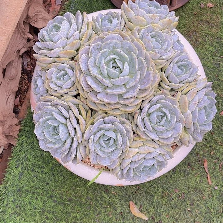 暮***雨带盆哈哈哈哈哈哈哈哈这是