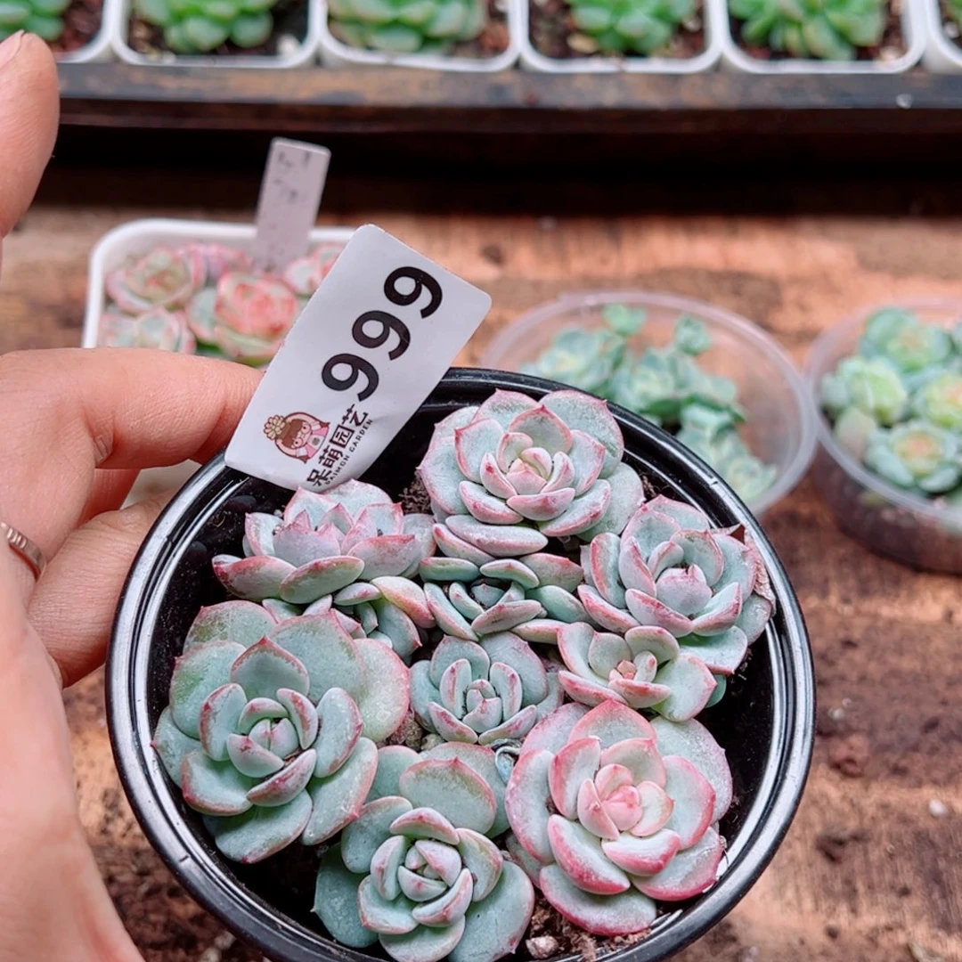 多肉植物多肉植物