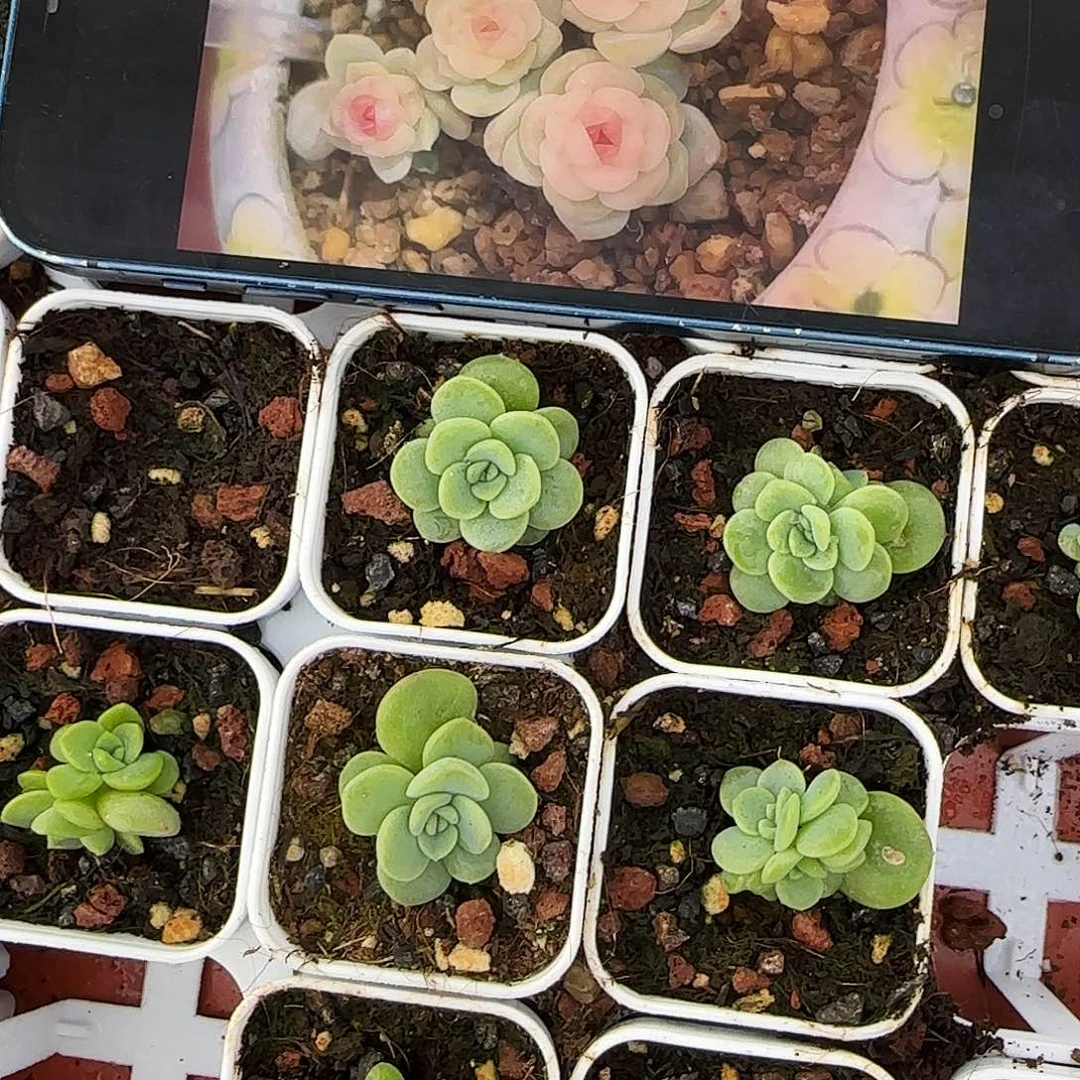 优西米露三头一个满25包邮