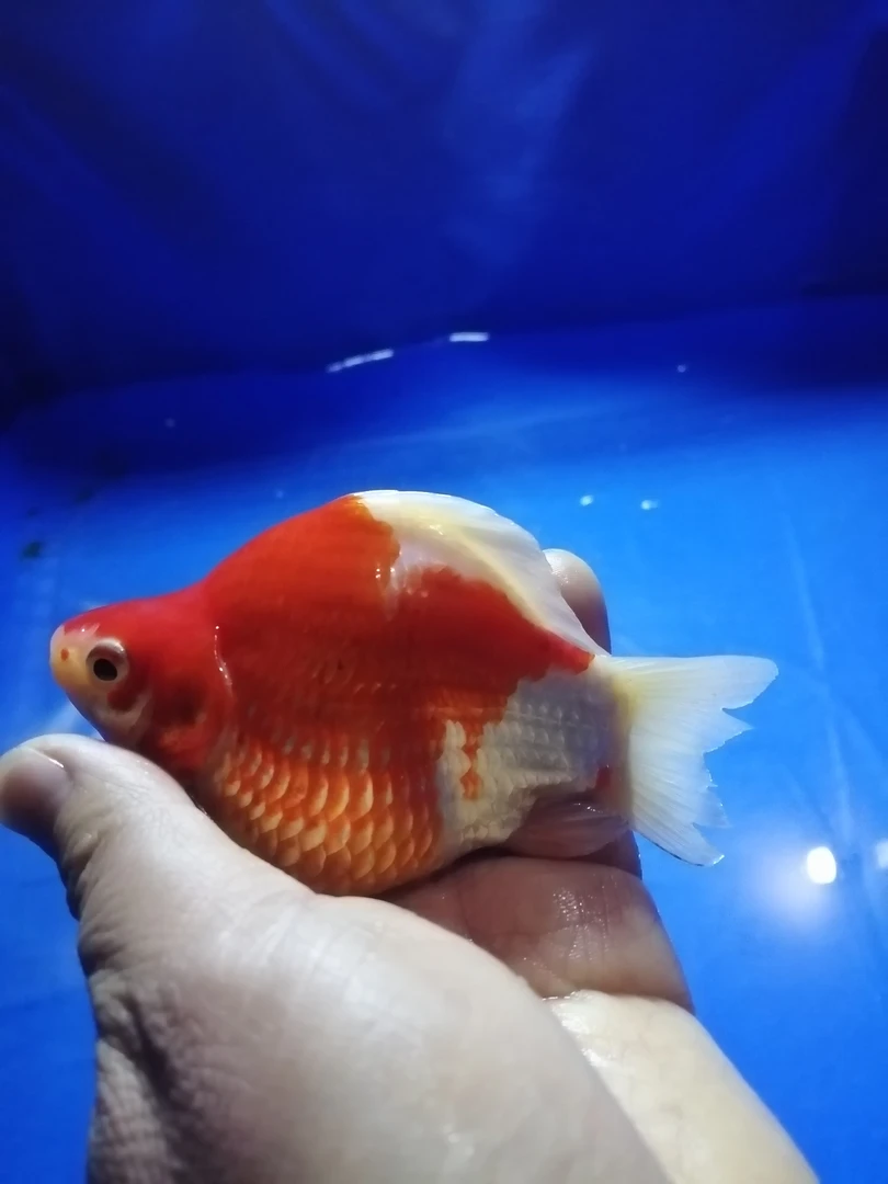 4-7厘米血统玉鲭苗观赏鱼不挑30条含5条备损