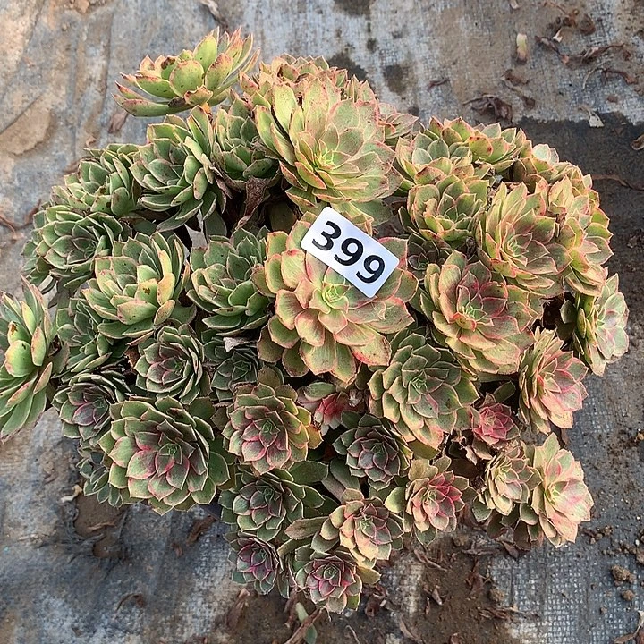 多肉植物莲花座朵朵399