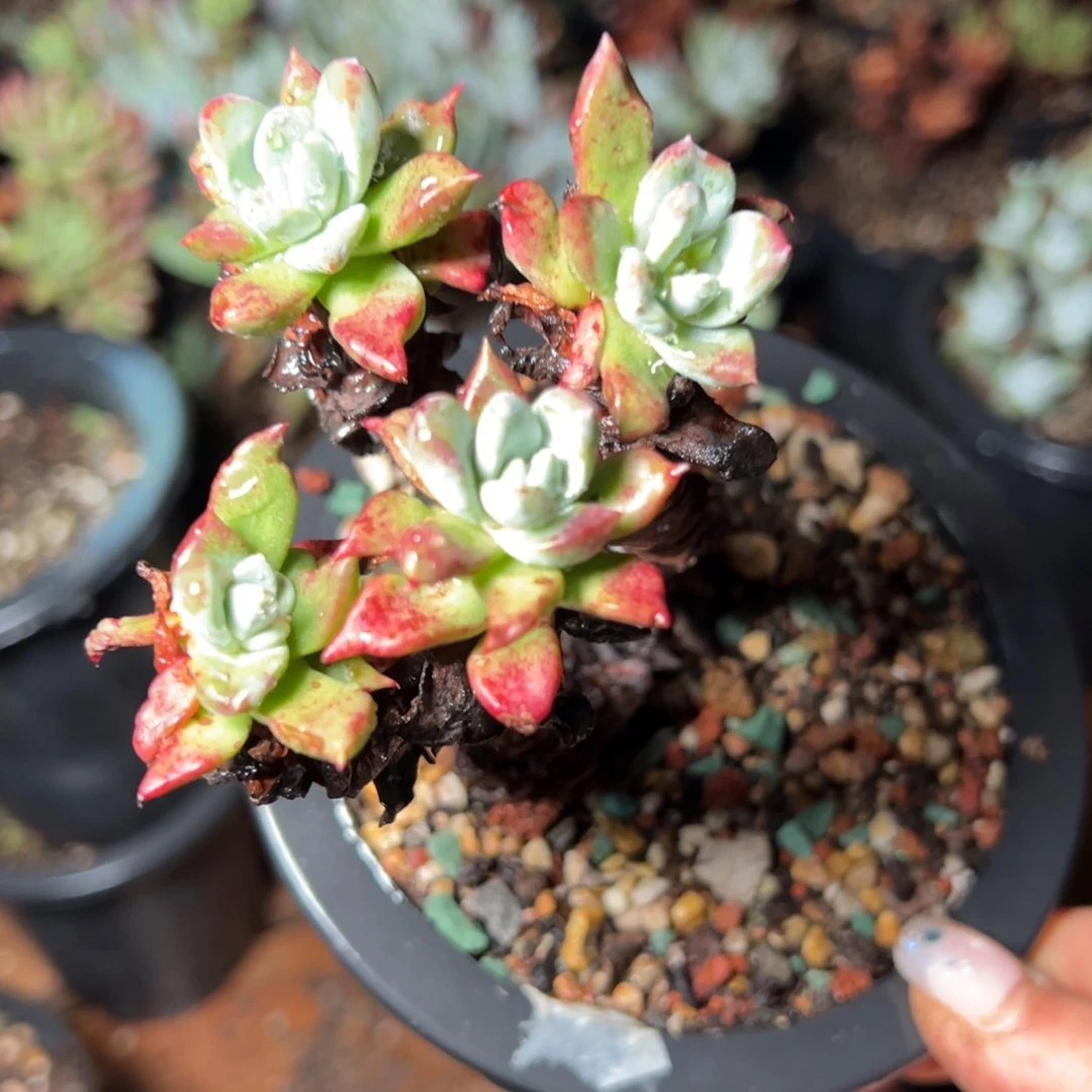 2563哈哈哈哈哈哈哈哈