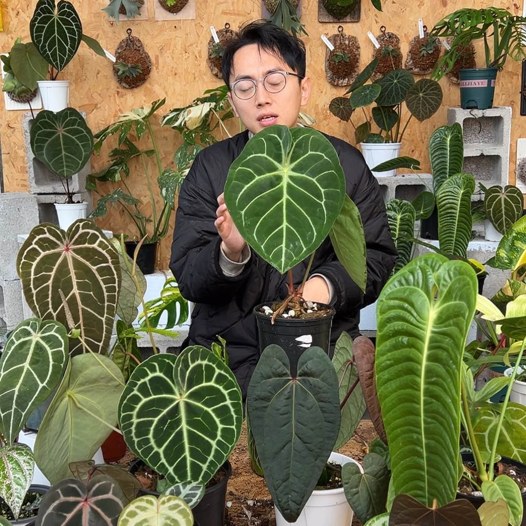 完全开放老桩花烛