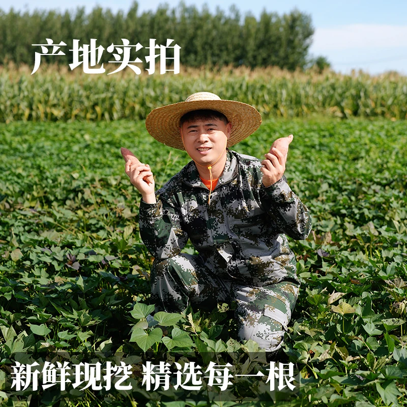 【杨经理专属】 粉丝福利 正宗烟薯25号 软糯香甜  3斤体验装