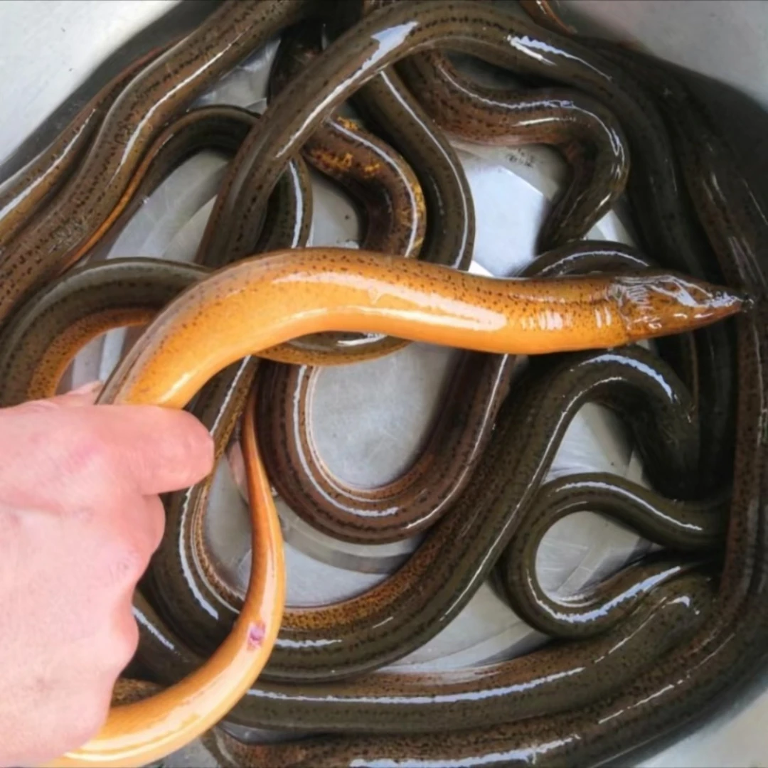 野生黄鳝鱼鲜活发货农村捕捞鲜活黄鳝鲜活鳝鱼活体【顺丰包邮】
