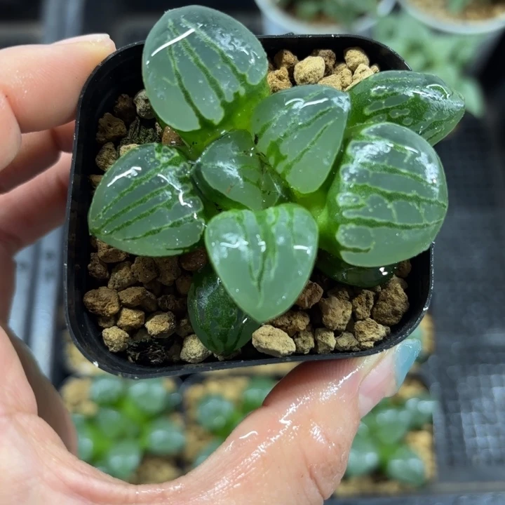 亮窗翠虎多肉植物