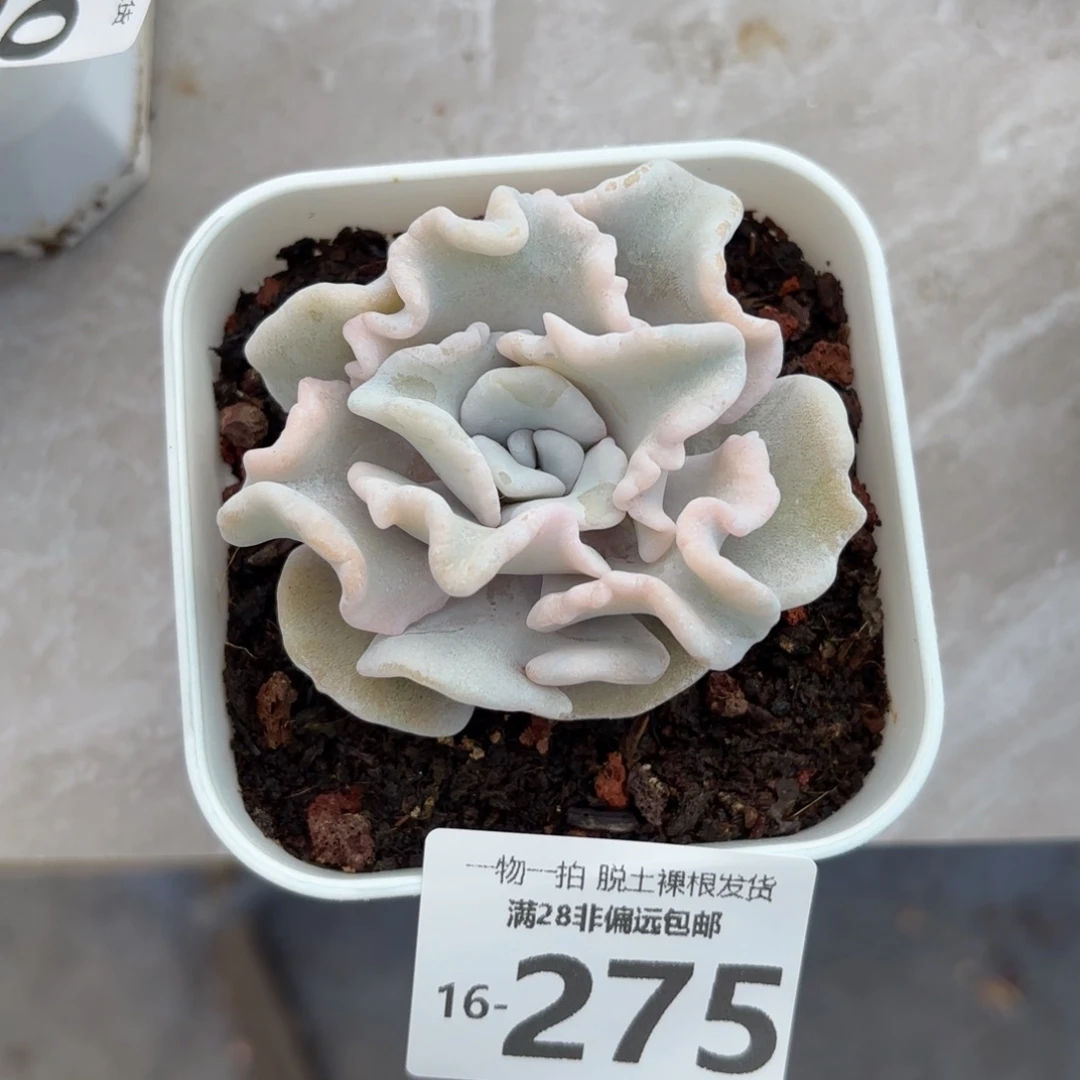 芭蕾舞者多肉多肉多肉