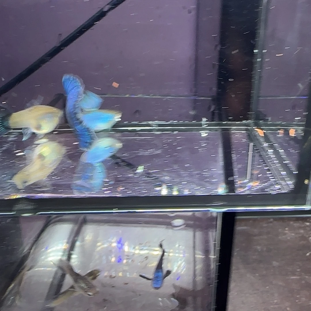 孔雀鱼新加兰两队，三个月