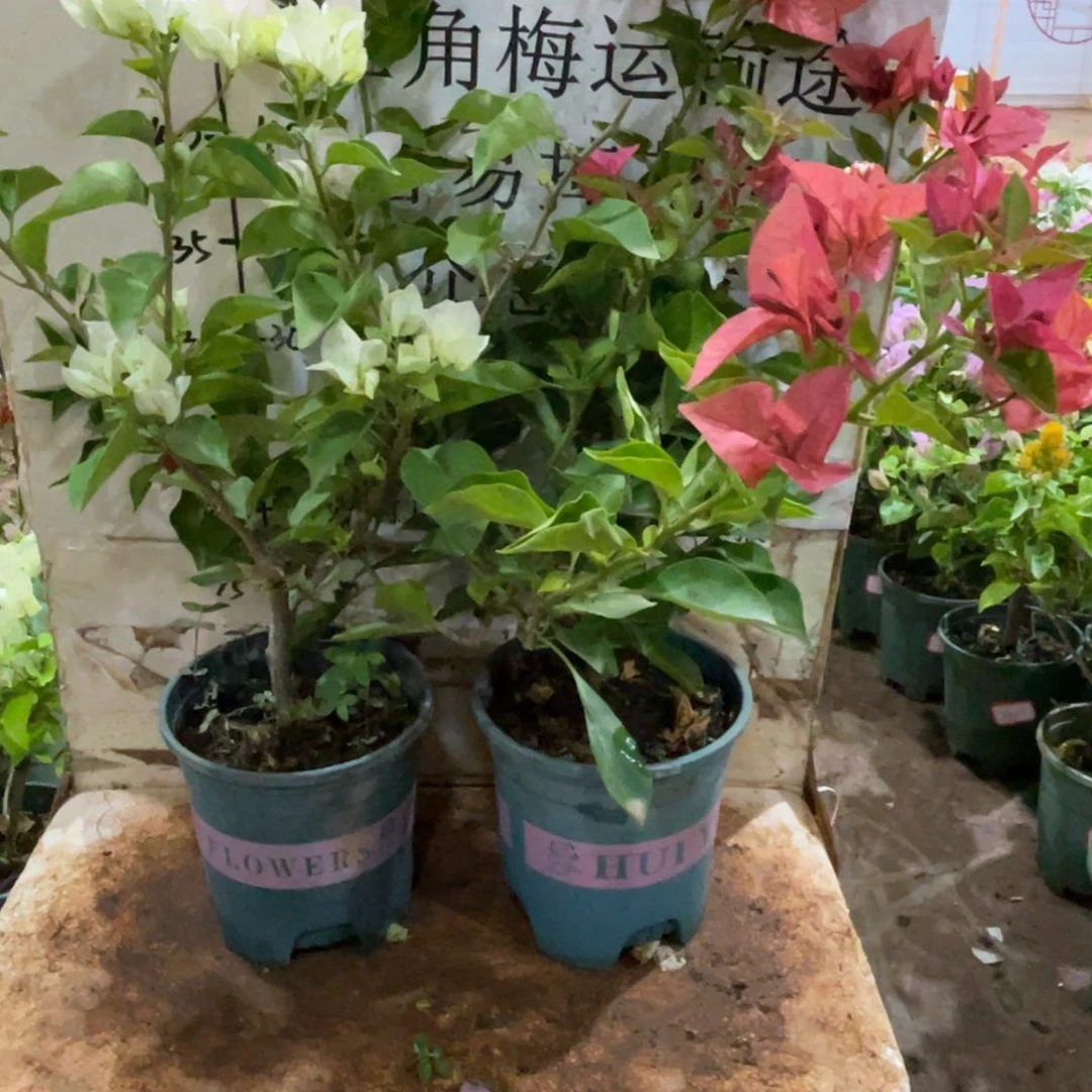 *****当前无花栽培后可以开花17206