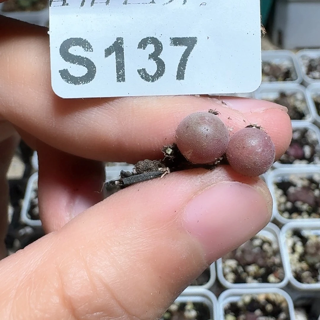 1颗一组量拍多肉植物哇cv