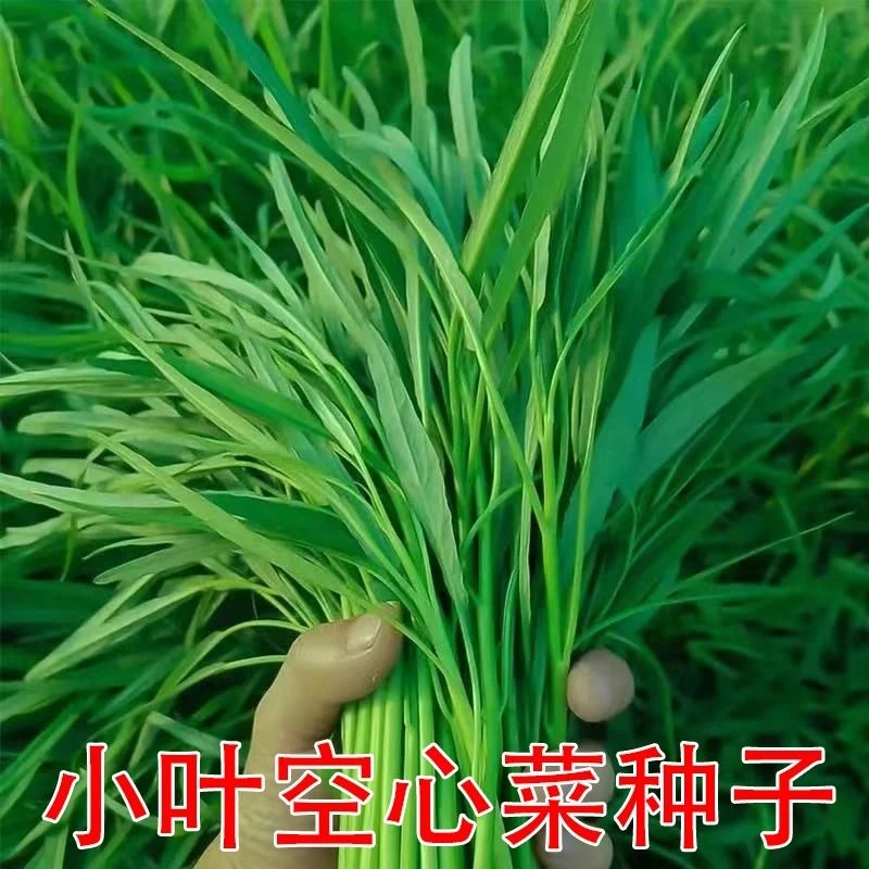 【柳叶空心菜种子】四季易种脆嫩大叶空心菜盆栽水培蔬菜种子