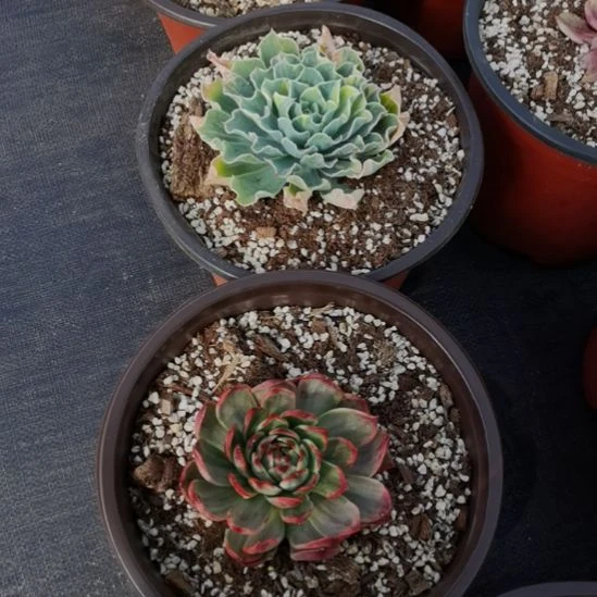 海啸超白锦+桃花锦东云家里的