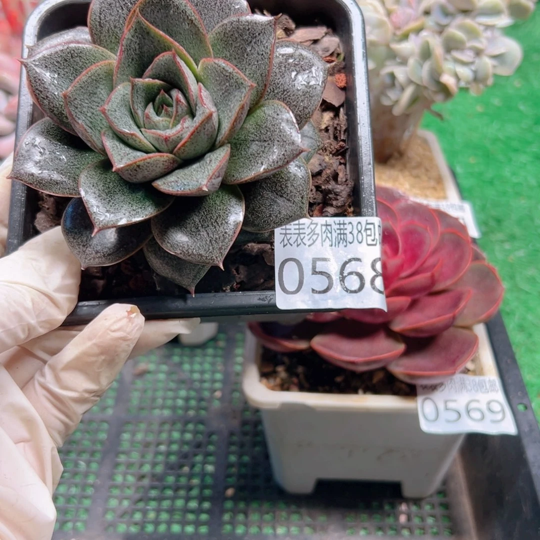 无花朵多肉一物一拍植物0568