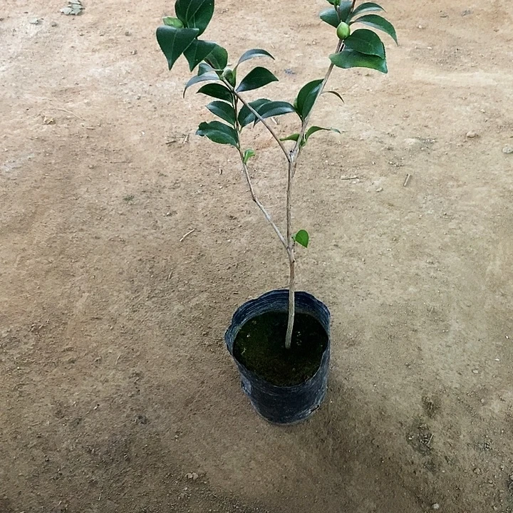 帕克雷欧。