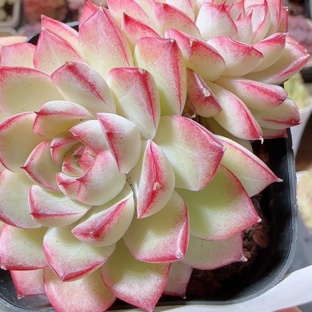 花语多肉1205-282女王