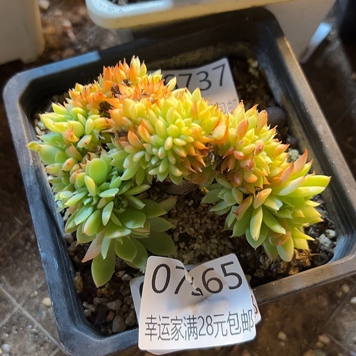 幸运的是我还在幸运