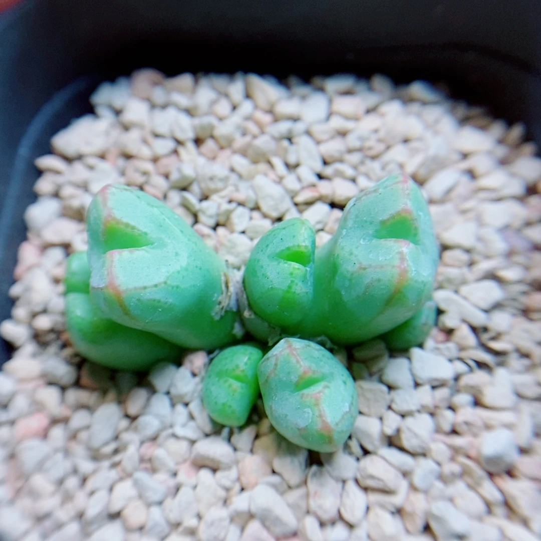 生石花花花花花865