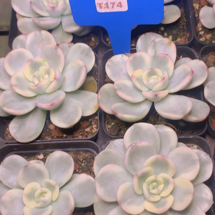 t174唯一锦单头发货