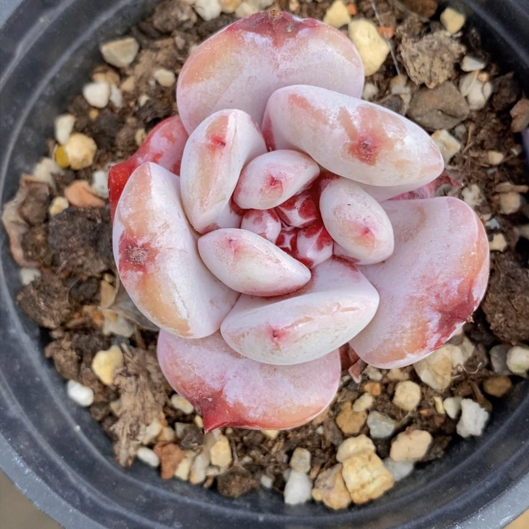 可问主播品种，下滑链接更多品种多肉选择