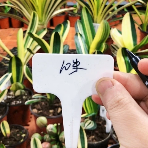 【闪购商品】7****琴直播间