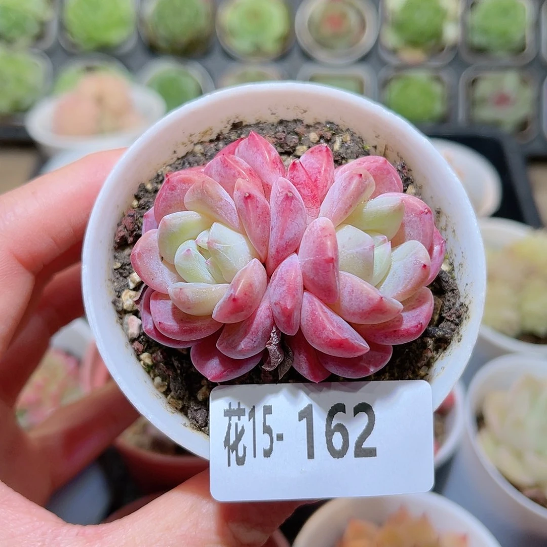 花利美15-162刚毅