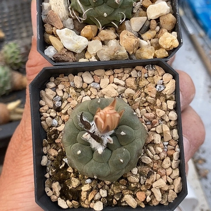 豪***哥25娇丽升云龙加冬云一个仙人球