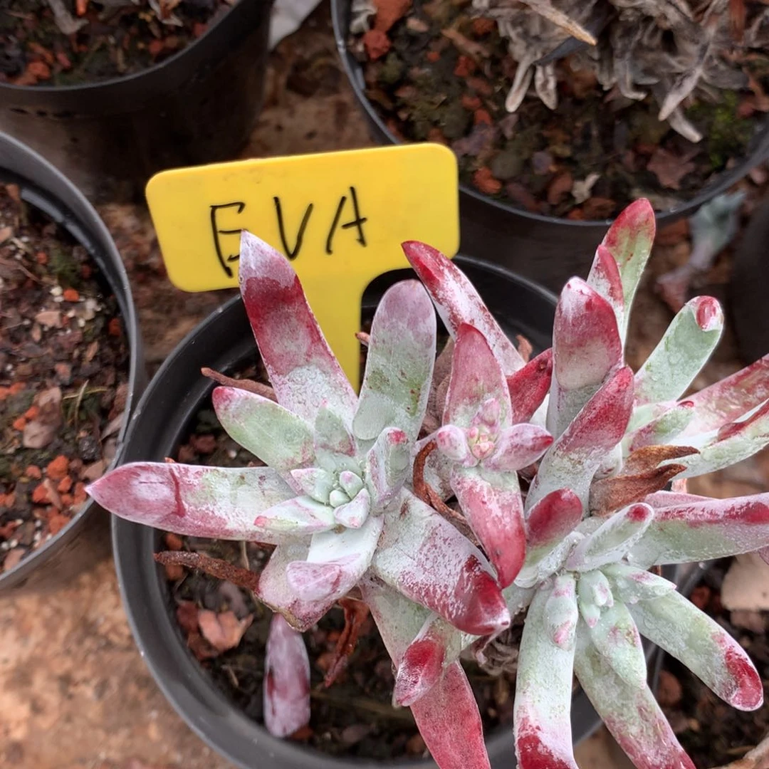 E*a8颗初霜，2月8日发货多肉植物