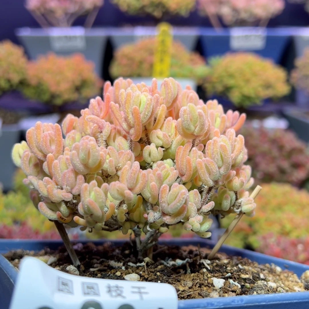 【闪购商品】e061老桩橙叶锦回购价