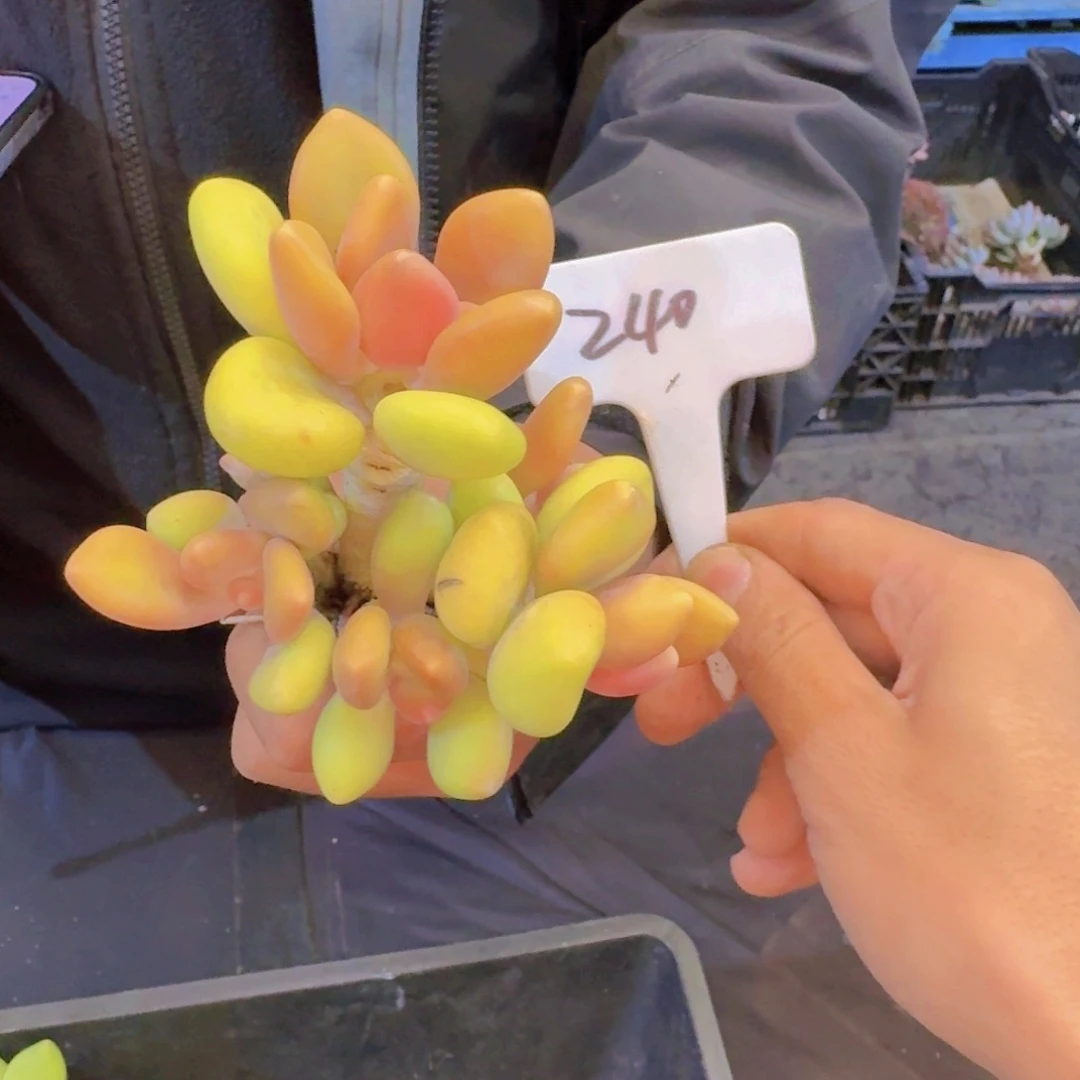 多肉植物的生长发育和