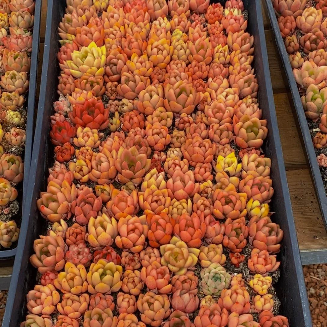 小****i568多肉植物保护研究所所长