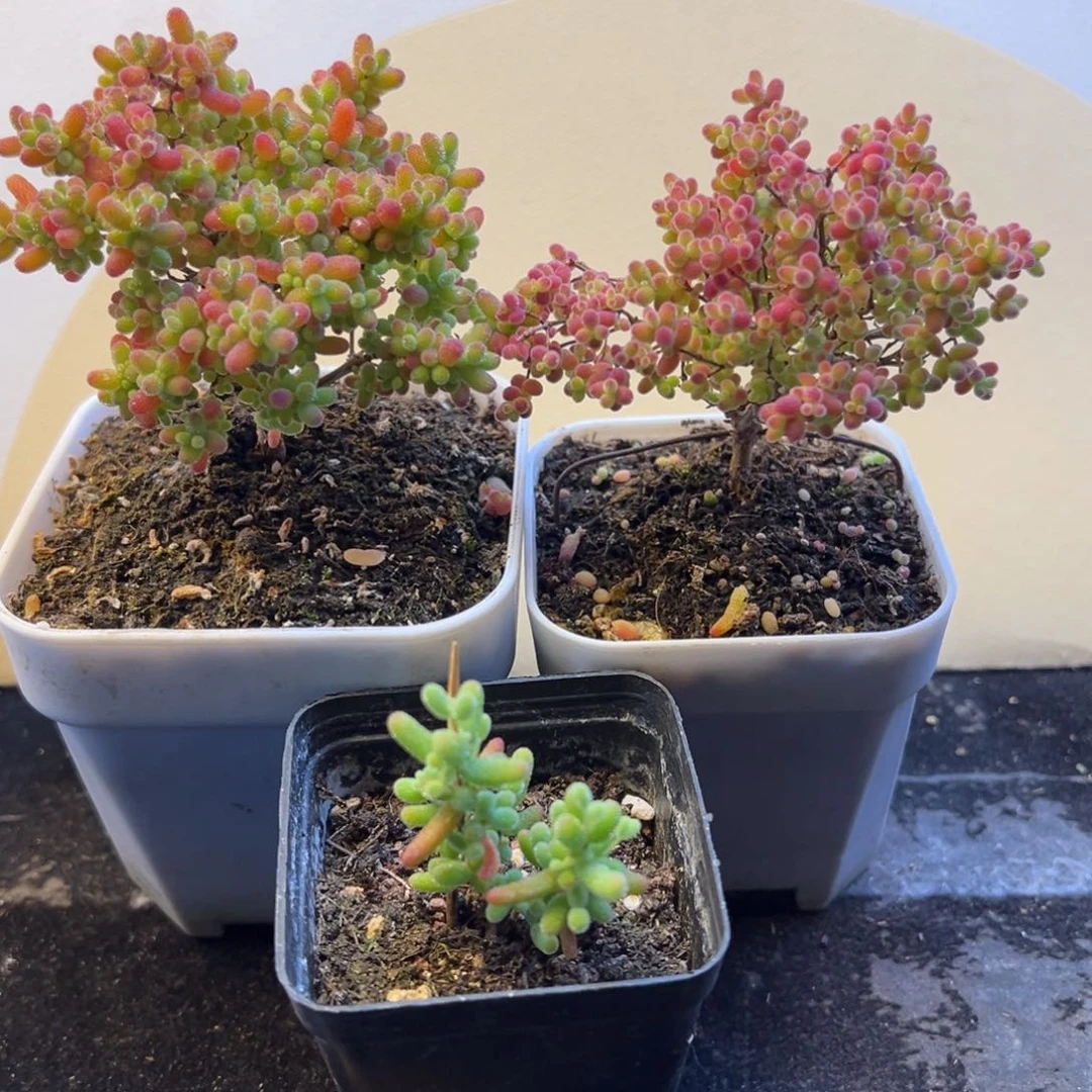 枝干 枝干 枝干 枝干