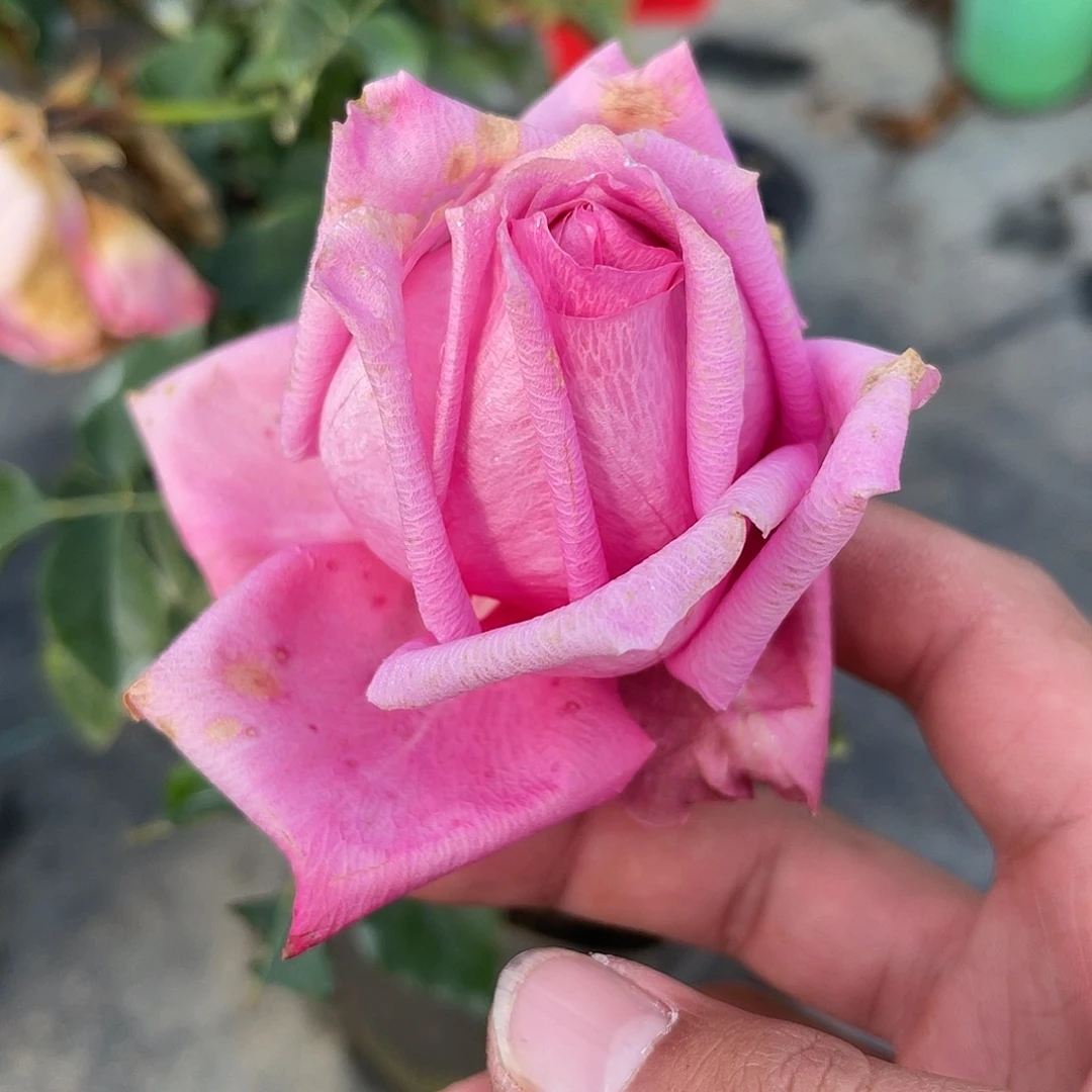 无花朵——典春衫 福利款