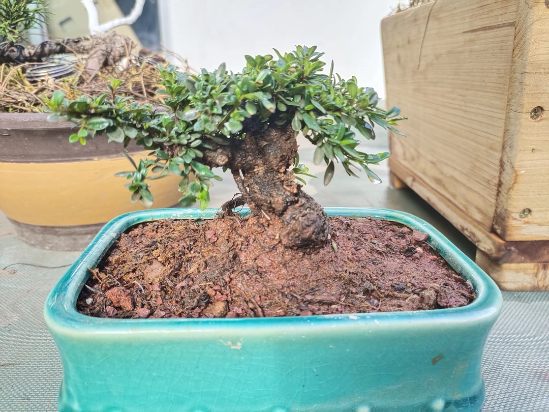 老桩盆景素材会泽老鹰刺山采绿植盆栽盆栽直播一物一拍精品养护